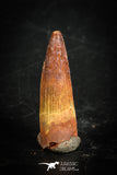 88860 - Top Beautiful 0.94 Inch Juvenile Spinosaurus Dinosaur Tooth Cretaceous