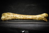 22162 - Top Rare 8.27 Inch Unidentified Theropod Dinosaur Limb Bone Cretaceous KemKem Beds