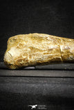 22162 - Top Rare 8.27 Inch Unidentified Theropod Dinosaur Limb Bone Cretaceous KemKem Beds