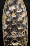 06078 - Well Preserved 2.13 Inch Fossilized Silicified Pine Cone EQUICALASTROBUS Eocene Sahara Desert
