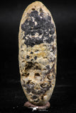 06078 - Well Preserved 2.13 Inch Fossilized Silicified Pine Cone EQUICALASTROBUS Eocene Sahara Desert