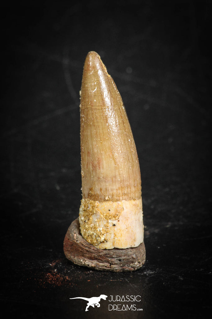88862 - Top Beautiful 0.87 Inch Juvenile Spinosaurus Dinosaur Tooth Cretaceous