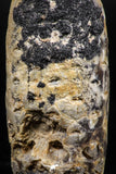 06078 - Well Preserved 2.13 Inch Fossilized Silicified Pine Cone EQUICALASTROBUS Eocene Sahara Desert