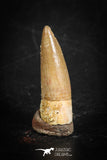 88862 - Top Beautiful 0.87 Inch Juvenile Spinosaurus Dinosaur Tooth Cretaceous