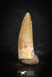 88862 - Top Beautiful 0.87 Inch Juvenile Spinosaurus Dinosaur Tooth Cretaceous