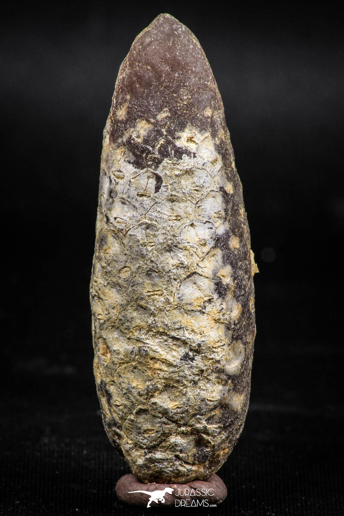 06079 - Top Beautiful 2.08 Inch Fossilized Silicified Pine Cone EQUICALASTROBUS Eocene Sahara Desert