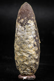 06079 - Top Beautiful 2.08 Inch Fossilized Silicified Pine Cone EQUICALASTROBUS Eocene Sahara Desert