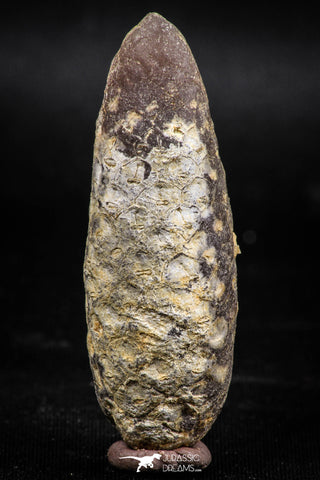 06079 - Top Beautiful 2.08 Inch Fossilized Silicified Pine Cone EQUICALASTROBUS Eocene Sahara Desert