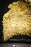 22163 - Top Rare 4.46 Inch Unidentified Theropod Dinosaur Caudal (Tail) Vertebra Bone Cretaceous KemKem Beds