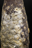 06079 - Top Beautiful 2.08 Inch Fossilized Silicified Pine Cone EQUICALASTROBUS Eocene Sahara Desert