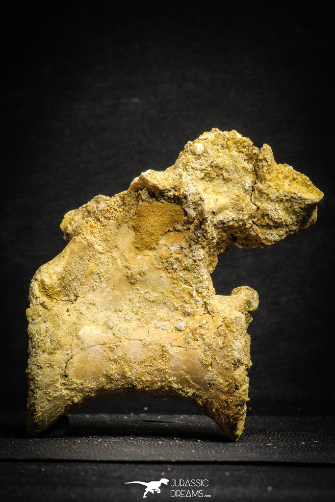 22163 - Top Rare 4.46 Inch Unidentified Theropod Dinosaur Caudal (Tail) Vertebra Bone Cretaceous KemKem Beds