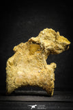 22163 - Top Rare 4.46 Inch Unidentified Theropod Dinosaur Caudal (Tail) Vertebra Bone Cretaceous KemKem Beds