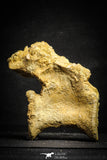 22163 - Top Rare 4.46 Inch Unidentified Theropod Dinosaur Caudal (Tail) Vertebra Bone Cretaceous KemKem Beds