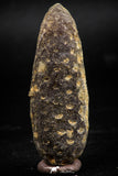 06079 - Top Beautiful 2.08 Inch Fossilized Silicified Pine Cone EQUICALASTROBUS Eocene Sahara Desert