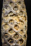 06080 - Top Rare 2.02 Inch Fossilized Silicified Pine Cone EQUICALASTROBUS Eocene Sahara Desert
