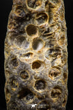 06080 - Top Rare 2.02 Inch Fossilized Silicified Pine Cone EQUICALASTROBUS Eocene Sahara Desert