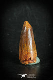 88869 - Top Beautiful 1.18 Inch Juvenile Spinosaurus Dinosaur Tooth Cretaceous