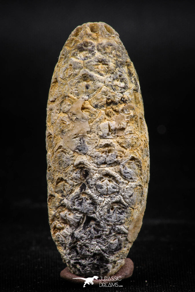 06081 - Beautiful 1.90 Inch Fossilized Silicified Pine Cone EQUICALASTROBUS Eocene Sahara Desert