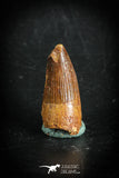88869 - Top Beautiful 1.18 Inch Juvenile Spinosaurus Dinosaur Tooth Cretaceous