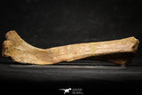22165 - Top Rare Unidentified Dinosaur - Reptile Giant Limb Bone Cretaceous KemKem