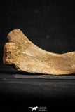 22165 - Top Rare Unidentified Dinosaur - Reptile Giant Limb Bone Cretaceous KemKem