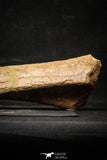 22165 - Top Rare Unidentified Dinosaur - Reptile Giant Limb Bone Cretaceous KemKem