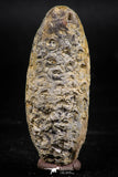 06081 - Beautiful 1.90 Inch Fossilized Silicified Pine Cone EQUICALASTROBUS Eocene Sahara Desert