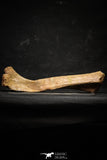 22165 - Top Rare Unidentified Dinosaur - Reptile Giant Limb Bone Cretaceous KemKem