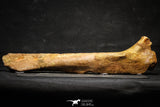 22165 - Top Rare Unidentified Dinosaur - Reptile Giant Limb Bone Cretaceous KemKem