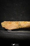 22165 - Top Rare Unidentified Dinosaur - Reptile Giant Limb Bone Cretaceous KemKem