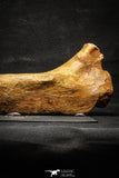 22165 - Top Rare Unidentified Dinosaur - Reptile Giant Limb Bone Cretaceous KemKem
