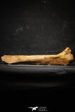 22165 - Top Rare Unidentified Dinosaur - Reptile Giant Limb Bone Cretaceous KemKem