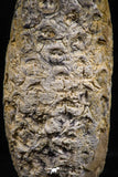 06081 - Beautiful 1.90 Inch Fossilized Silicified Pine Cone EQUICALASTROBUS Eocene Sahara Desert