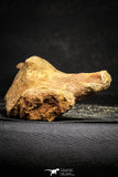 22165 - Top Rare Unidentified Dinosaur - Reptile Giant Limb Bone Cretaceous KemKem