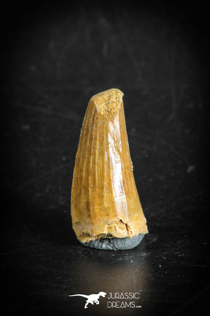 88873 - Top Beautiful 1.03 Inch Juvenile Spinosaurus Dinosaur Tooth Cretaceous