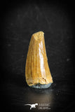 88873 - Top Beautiful 1.03 Inch Juvenile Spinosaurus Dinosaur Tooth Cretaceous