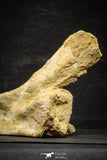 22166 - Top Rare Unidentified Dinosaur - Partial Rib Bone Cretaceous KemKem