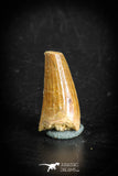 88873 - Top Beautiful 1.03 Inch Juvenile Spinosaurus Dinosaur Tooth Cretaceous