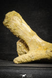 22166 - Top Rare Unidentified Dinosaur - Partial Rib Bone Cretaceous KemKem