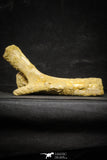 22166 - Top Rare Unidentified Dinosaur - Partial Rib Bone Cretaceous KemKem