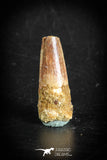 88874 - Top Beautiful 1.22 Inch Juvenile Spinosaurus Dinosaur Tooth Cretaceous