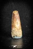 88874 - Top Beautiful 1.22 Inch Juvenile Spinosaurus Dinosaur Tooth Cretaceous