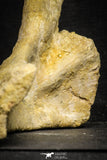 22166 - Top Rare Unidentified Dinosaur - Partial Rib Bone Cretaceous KemKem