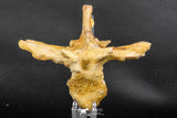 07732 - Collector Grade 5.66 Inch Unidentified Crocodile Vertebra Bone Late Cretaceous