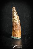 88875 - Top Beautiful 1.41 Inch Juvenile Spinosaurus Dinosaur Tooth Cretaceous