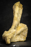 22166 - Top Rare Unidentified Dinosaur - Partial Rib Bone Cretaceous KemKem