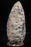 06083 - Top Rare 1.54 Inch Fossilized Silicified Pine Cone EQUICALASTROBUS Eocene Sahara Desert