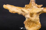 07732 - Collector Grade 5.66 Inch Unidentified Crocodile Vertebra Bone Late Cretaceous