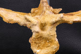 07732 - Collector Grade 5.66 Inch Unidentified Crocodile Vertebra Bone Late Cretaceous