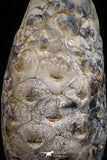 06083 - Top Rare 1.54 Inch Fossilized Silicified Pine Cone EQUICALASTROBUS Eocene Sahara Desert